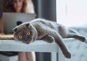 5 Ras Kucing yang Memiliki Mata Besar, Pelihara Salah Satunya di Rumah?