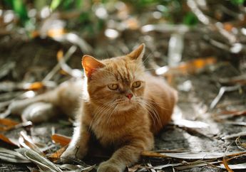 Jangan Lakukan Lagi, Ini Bahaya yang Bisa Dialami Kucing Jika Dijemur di Bawah Sinar Matahari