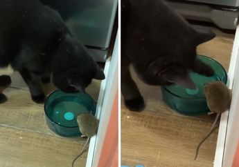 Lucu dan Bikin Gemas, Tidak seperti di Film Kartun, Kucing Ini Justru Berteman Baik dengan Tikus di Rumahnya