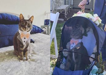 Bikin Gemas, Kucing Ini Dijadikan Pembawa Cincin untuk Pernikahan Pemiliknya, Ini Kisahnya