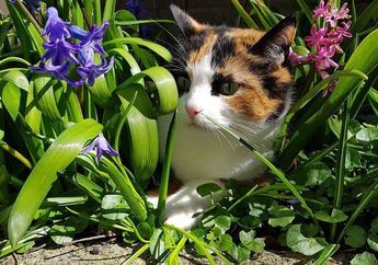 Mulai dari Anggrek Sampai Cat Grass, Yuk, Ketahui 5 Tanaman Hias yang Aman Bagi Kucing Peliharaan
