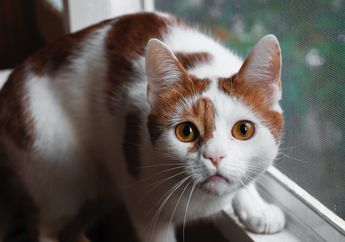 Walaupun Tubuhnya Dipenuhi Bulu, Apakah Kucing Bisa Berkeringat? Ini Penjelasannya