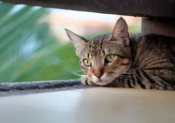 Pencinta Kucing Wajib Tahu, Ini 5 Cara Mencari Kucing Hilang atau Pergi dari Rumah