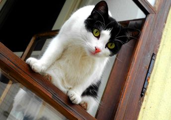 Jangan Sampai Terjadi pada Kucing Kesayanganmu, Ini 8 Penyebab Kucing Hilang atau Pergi dari Rumah