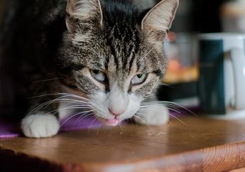 Ada Selaput Putih di Mata Kucing? Tandanya Sedang Tidak Sehat! Ini 5 Penyebabnya