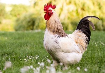 Contoh-Contoh Hewan Vertebrata, Mulai dari Ayam hingga Katak
