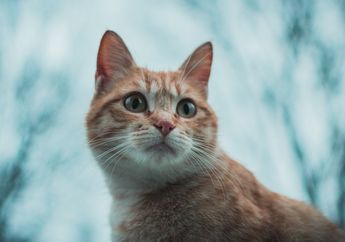Mengapa Kucing Dijuluki sebagai Hewan yang Miliki 9 Nyawa? Ini Penjelasannya