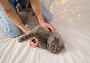 Jangan Lagi Lakukan 5 Hal Ini pada Kucing, Ternyata Mereka Risih dan Tidak Menyukainya