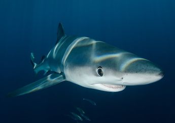 Fakta Menarik Hiu Megalodon, Hiu Purba Raksasa yang Hidup 28 Juta Tahun Lalu