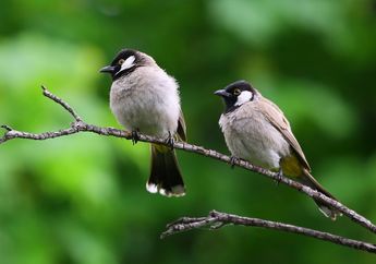 Bikin Penasaran, Ke Mana Perginya Burung-Burung Diurnal Ketika Malam Tiba? Ini Jawabannya