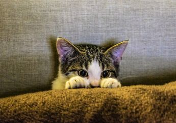 Bisa Membuat Cemas dan Stres, Ketahui 5 Hal yang Mengganggu Kucing Peliharaan di Rumah