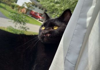 Setelah Menunggu 90 Hari, Kucing dengan Wajah yang Berbeda Ini Akhirnya Diadopsi Keluarga Baru
