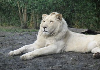 Apa Itu Hewan Albino?