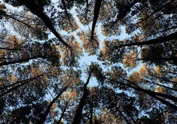 Jenis-Jenis Hutan di Indonesia dan Manfaatannya bagi Kehidupan