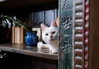 Kucing Suka Bersembunyi Padahal Sudah di Dalam Rumah? Ini Penjelasannya
