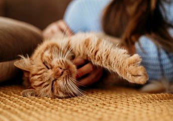 Mengapa Kucing Suka Melingkar di Kaki Pemiliknya?