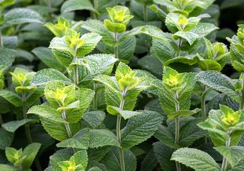 Benarkah Tanaman Peppermint dapat Membantu Mengusir Hewan Kecoak?