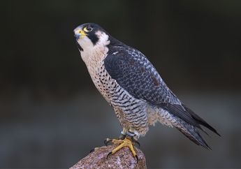 Apa Burung Tercepat di Dunia?