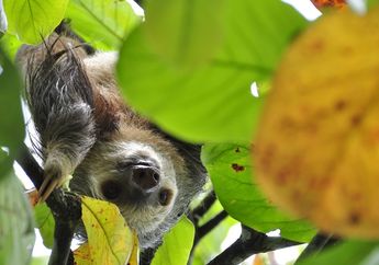 Apakah  Hewan Sloth Lambat dalam Segala Hal?