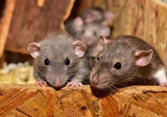 Bawang Putih hingga Bunga Lavender, Pakai 3 Tanaman Ini untuk Usir Tikus Tanpa Bahan Kimia