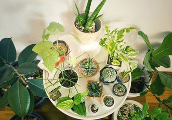 4 Jenis Tanaman Ini Cocok Ditanam di Dalam Pot, Salah Satunya Tanaman Herbal