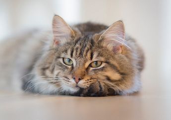 3 Alasan Kucing Hobi Menjilat Tubuhnya Sendiri, Salah Satunya Bersihkan Luka