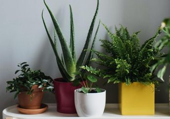 Jangan Sembarangan Menanam Tanaman di Pot Kecil, Ini 4 Jenis Tanaman yang Cocok Ditanam di Pot Kecil