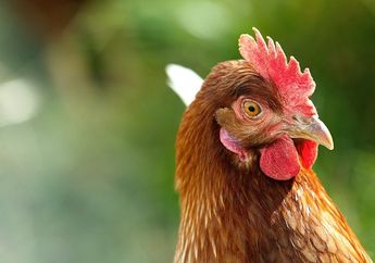 Bentuk Penyimpangan Semu Hukum Mendel