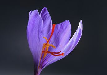 Mengapa Bunga Saffron Menjadi Rempah Termahal di Dunia?