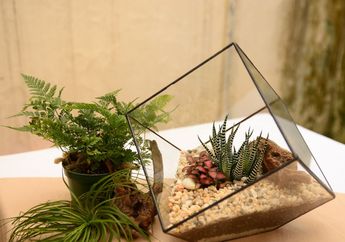 Bikin Rumah Makin Cantik, Ini 5 Jenis Tanaman Terarium yang Cocok untuk Dekorasi Rumah Satunya Polkadots Plant