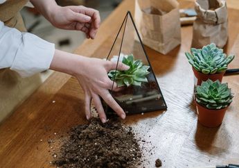 Bisa Jadi Hobi Baru, Ini 6 Cara Merawat Tanaman Hias di Dalam Wadah Terarium