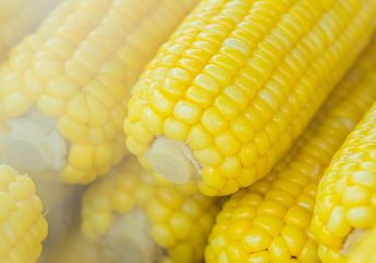 Mulai dari Jagung Manis Sampai Jagung Ketan, Ini 4 Jenis Jagung yang Sering Dikonsumsi di Indonesia