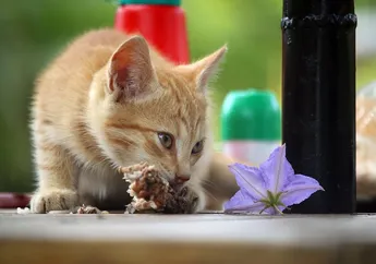 Pencinta Kucing Wajib Tahu! Jangan Lagi Berikan Makanan Sisa untuk Kucing, Dampaknya Bisa Berbahaya