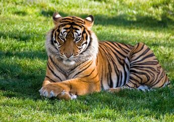 Terancam Punah! Ini 5 Jenis Kucing Besar yang Tersisa di Alam Liar, Salah Satunya di Wilayah Indonesia