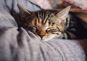 Benarkah Kucing Mendengkur untuk Meminta Perhatian?