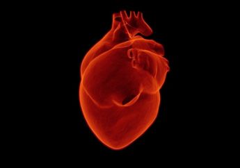 Cari Jawaban Kelas 5 SD Tema 4, Apa Saja Organ Tubuh dalam Peredaran Darah Manusia?