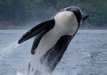 Disebut Predator Puncak Lautan, Di Mana Habitat Paus Orca Sebenarnya?