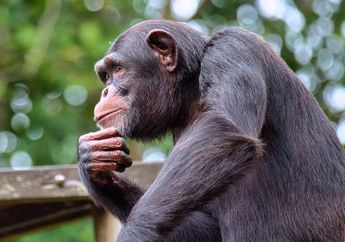 Tak Hanya Unta, 3 Hewan Ini Juga Miliki Teknik Cerdik Simpan Cadangan Air Agar Tak Merasa Kehausan
