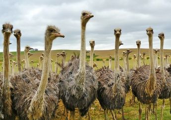Mengulik Keunikan Burung Unta, Salah Satunya Ukuran Mata yang Lebih Besar dari Ukuran Otaknya