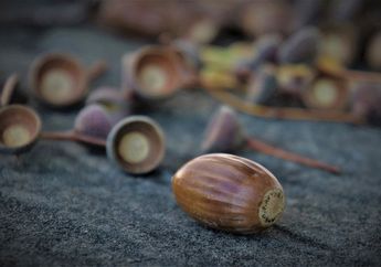 Pengolahan Bahan Pangan Kacang Tanah dan Kacang Hijau