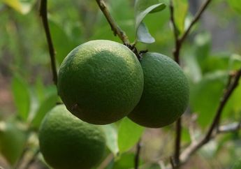 Jangan Sampai Tertukar Lagi, Ini 4 Jenis Jeruk yang Sering Ditemukan di Masakan Indonesia