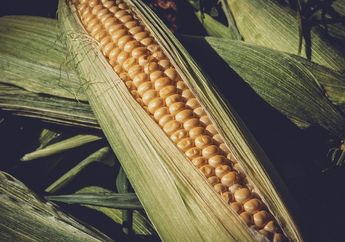 Panduan Cara Mengolah Bahan Pangan Jagung