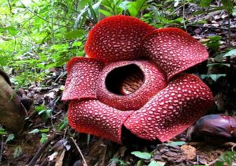 Mengulik Keunikan Bunga Rafflesia Arnoldii, Salah Satunya Jadi Bunga Terbesar di Dunia