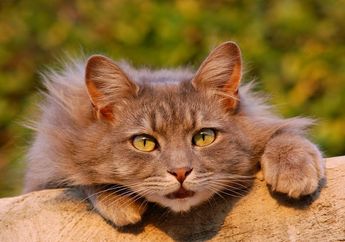 Jangan Lakukan 5 Hal Ini pada Kucing Peliharaan di Rumah