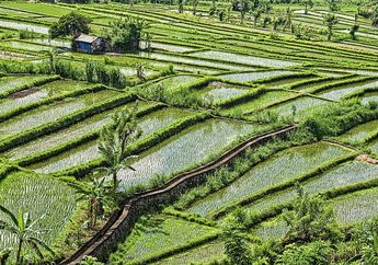 Jawab Soal Perubahan dalam Jaring-Jaring  Makanan, Kelas 5 Tema 5 Subtema 3