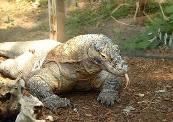 Mengenal Lebih Dekat Flora dan Fauna Indonesia Bagian Tengah, Lengkap dengan Ciri dan Contohnya