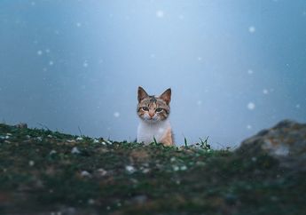 Bagaimana Cara Kucing Mengetahui Jalan Pulang ke Rumah Pemiliknya?