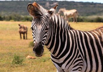 Masih Banyak yang Bingung Warna Tubuh Zebra, Putih Belang Hitam atau Hitam Belang Putih? Ini Jawaban yang Benar