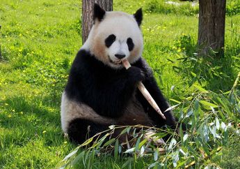 Hanya Makan Bambu Walau Punya Taring, Ini 5 Fakta Unik Panda yang Belum Banyak Orang Tahu