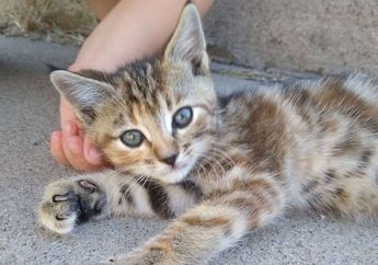 Bikin Tertawa Terbahak, Kucing Ini Dikira Monster yang Bersembunyi dari Pemiliknya